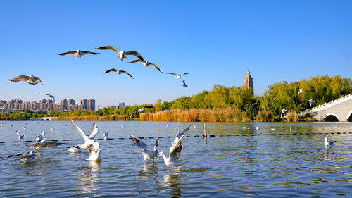 銀川老城秋日圖景 紅嘴鷗如期赴約